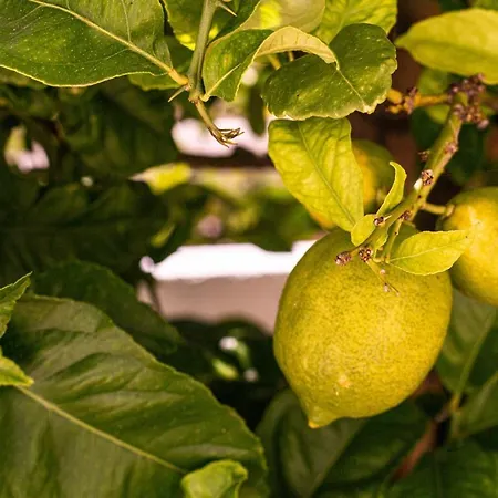 Apartment Lemon Tree